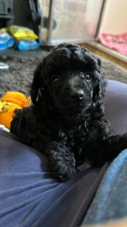 Image 4 of KC TOY POODLE PUPPIES BLACK MALE ONLY