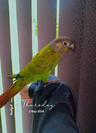 Image 5 of Beautiful tame Baby Conure ??