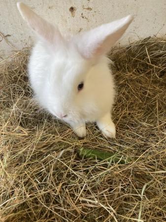 Image 7 of Mixed breed lionhead X lopear male blue eyes white rabbit