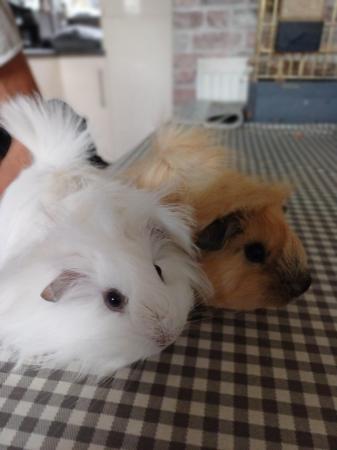 Image 2 of Long haired peruvian guinea pigs