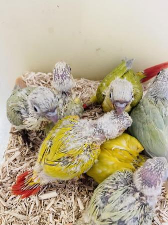 Image 8 of Hand reared baby conures for sale
