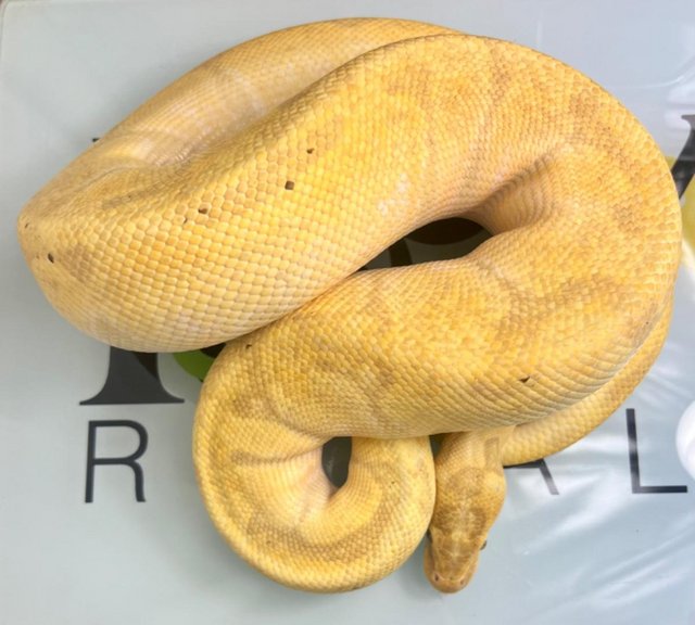 Preview of the first image of Mixed Morph Royal Pythons available.