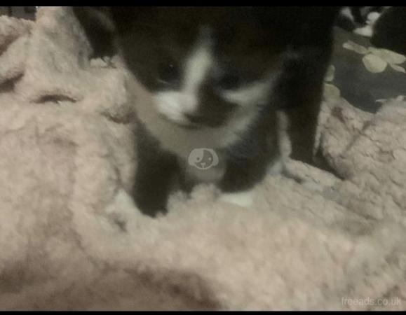 Image 1 of Four female Kittens for sale