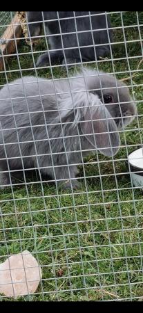 Image 6 of Lionhead Rabbits. Babies and adults available