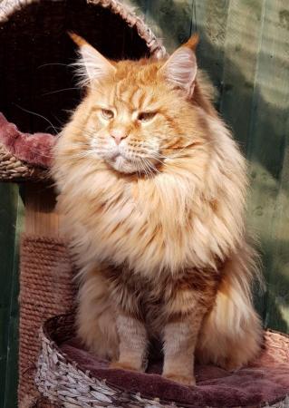 Image 2 of Beautiful Maine Coon kittens for sale