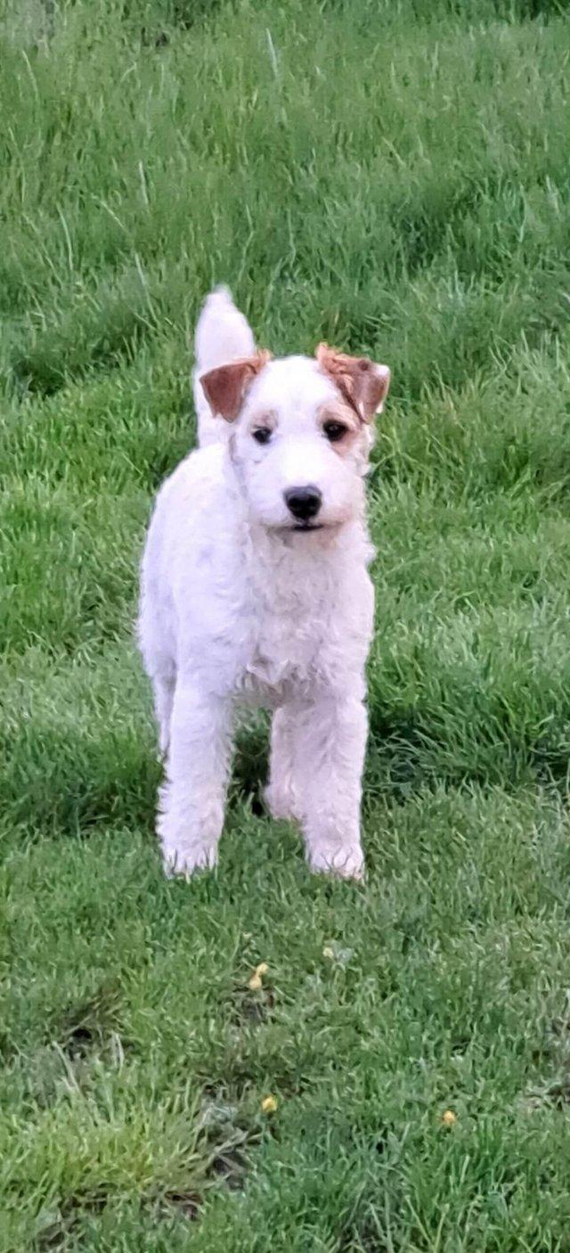 Preview of the first image of Terrier for Stud - a selectionof terriers available.