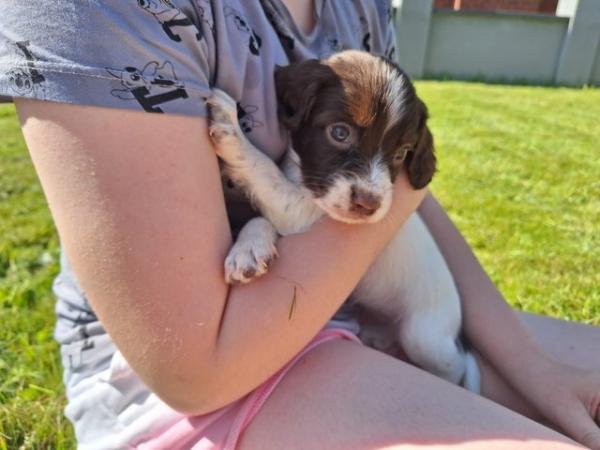 Image 21 of Champion line beautiful springer spaniels puppies