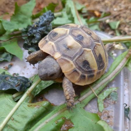 Image 7 of Hermann tortoises 9 month old, 2 and 4 year olds from £80