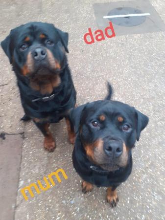 Image 8 of Rottweilerpuppies for sale mixed litter.