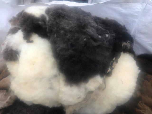 Preview of the first image of Jacob Sheep Fleeces Raw for spinning weaving etc.