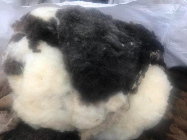 Image 1 of Jacob Sheep Fleeces Raw for spinning weaving etc