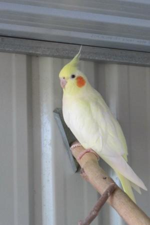 Image 2 of Cockatiels For Sale Albino And Lutino