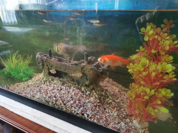 Image 4 of Excellent goldfish tank & table stand.