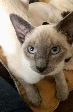 Image 5 of We have Male and FemalePure Breed, Siamese
