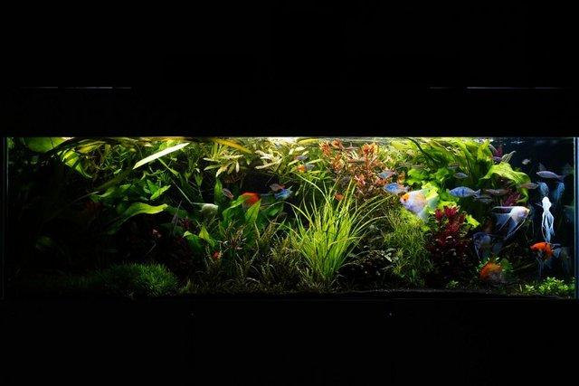 Image 8 of 680litre 6ft x 2ft x 2ft Aquarium, filters, heaters, stand..