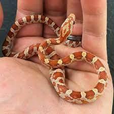 Preview of the first image of Baby Corn Snakes available now.