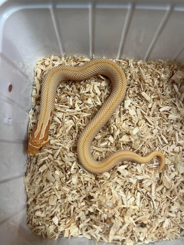 Preview of the first image of Hognose snake male albino superconda.