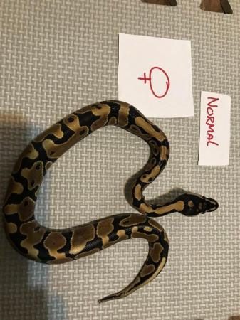Image 2 of Cb 21 royal pythons various morphs available