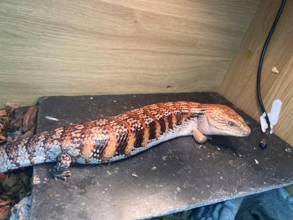 Image 3 of 1 year old northern blue-tongue skink
