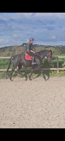 Image 2 of 16hh warmbloody gelding - nice natured.