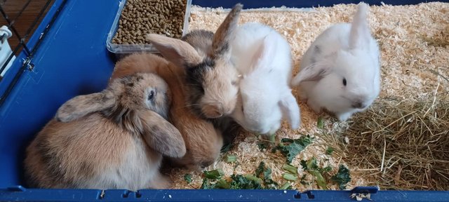 Image 5 of 7.5 weeks mini lop bunnies