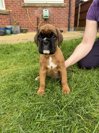 Image 3 of Stunningly Perfect 6 week old KC Pedigree Boxer puppies.