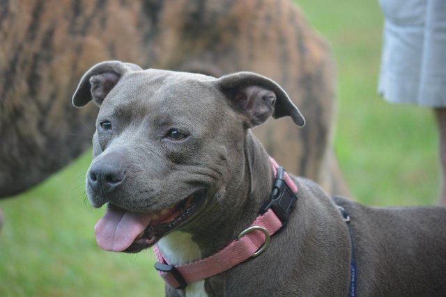 Preview of the first image of Looking to rehome a staffy.