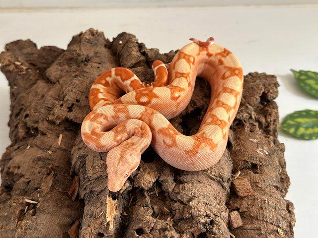 Preview of the first image of CB23 Sunglow 66% het Blood boa.