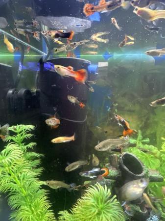 Image 4 of Guppy fish for sale £1.50 each
