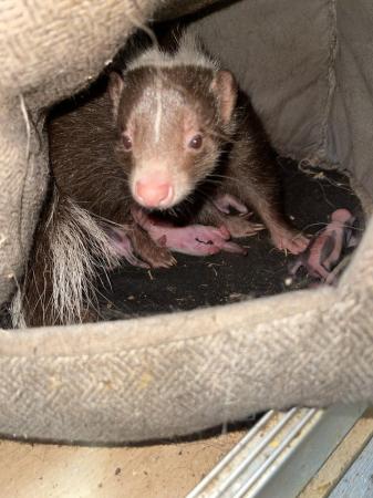 Image 3 of 6 lovely baby skunks for sale
