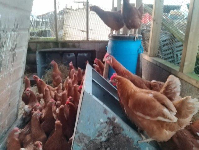 Preview of the first image of Point of lay Pullets 20 weeks old as of 29 January.