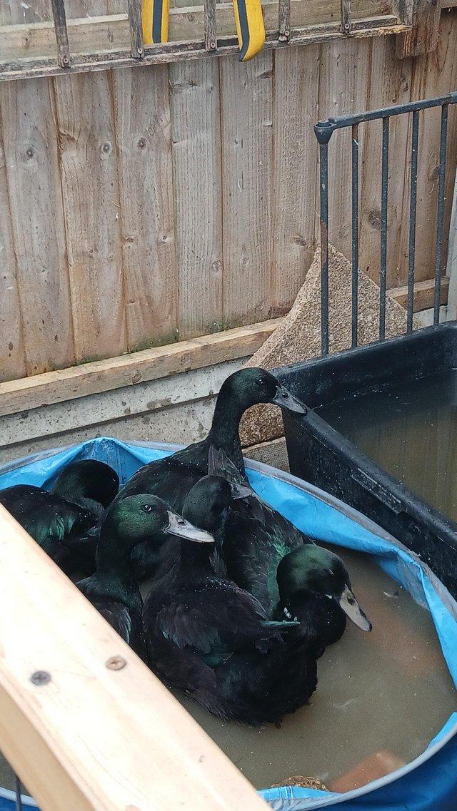 1 pair of cayuga ducks, — photo 2 of 3