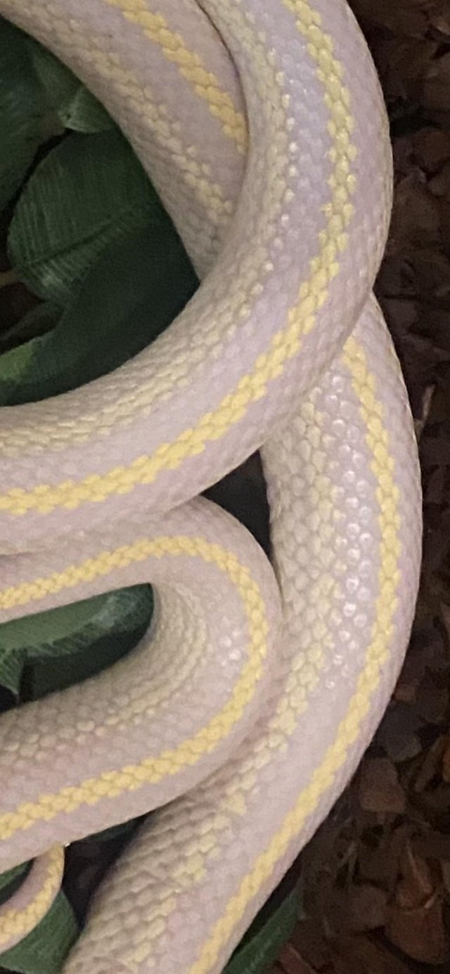 Preview of the first image of Male striped albino Cali king proven.