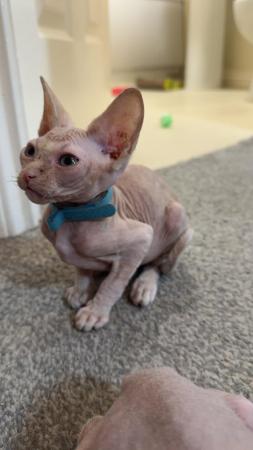 Image 7 of 1 Sphynx kitten looking for new home.