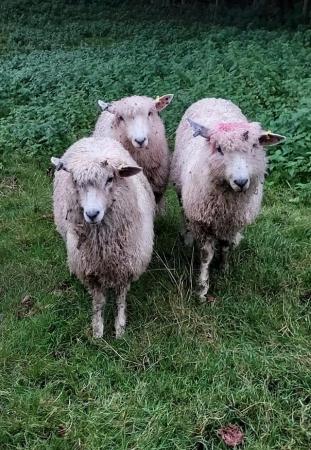 Image 6 of Rare breed pedigree Cotswold sheep