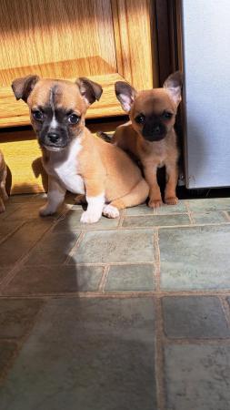 Image 1 of Short hair Chihuahua boys ready to be viewed.