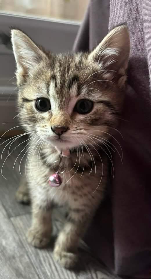 Preview of the first image of BEAUTIFUL 10WEEK OLD FEMALE GREY TABBY.