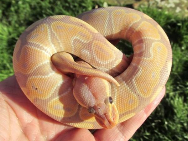 Image 6 of ON HOLD Banana ball python female