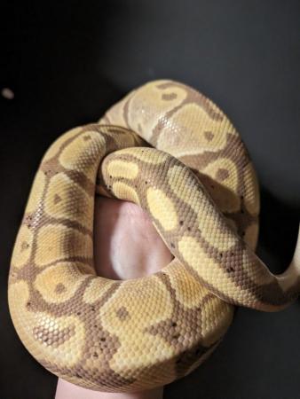 Image 3 of Banana Pastel Het Albino Pos Het Pied Adult Male Ball Python