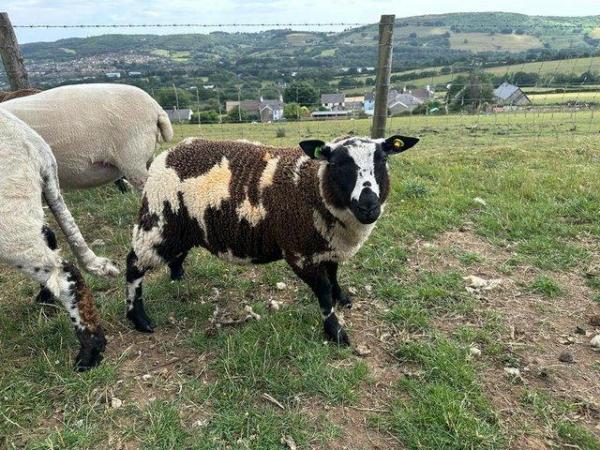 Image 1 of Fully Registered Pedigree Dutch Spotted Ram Lamb