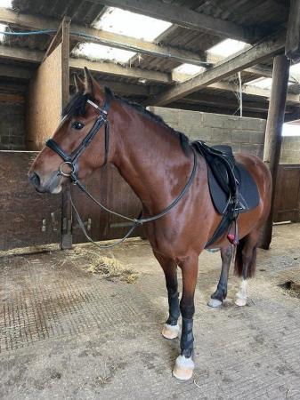 Image 4 of Part Bred Welsh D Mare 4 years