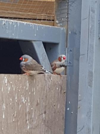 Image 6 of Zebra finches and canaries