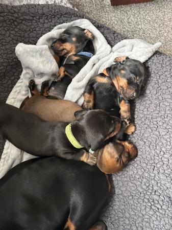 Image 3 of 5 week old boy miniature dachshund puppies.