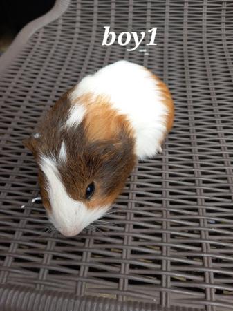 Image 6 of 4 baby boy guinea pigs ready to go