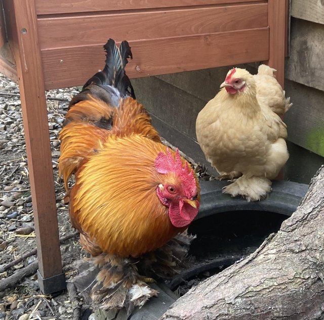 Preview of the first image of Pekin bantam hen and cockerel.