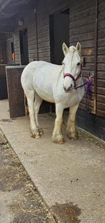 Image 3 of Grey Cob for sale - 13hh