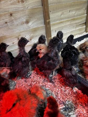Image 2 of Silkie chicks for sale - 7 and 4 weeks old broods.