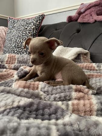 Image 16 of short coat purebred Chihuahua puppies