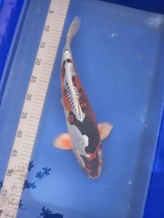 Image 3 of 9x Japanese koi for sale