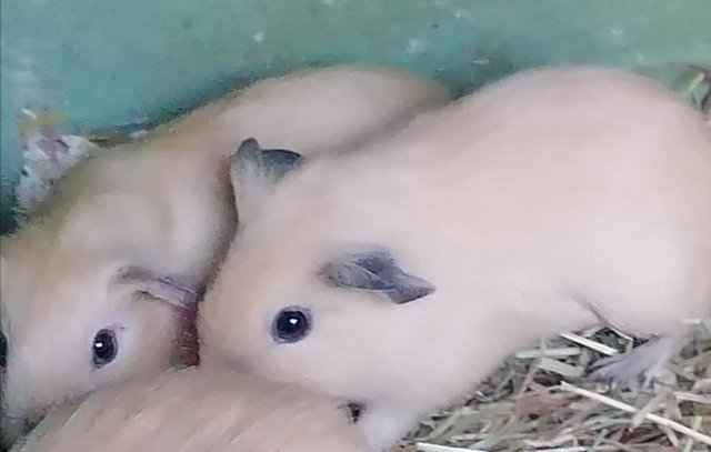 Image 3 of Lovely bonded pair of baby Guinea pigs